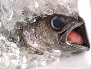 伊豆七島の漁協に勤める友人から届いた魚。さばいて食べた。